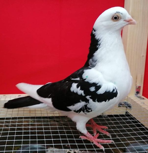  - porumbei care mi-au apartinut