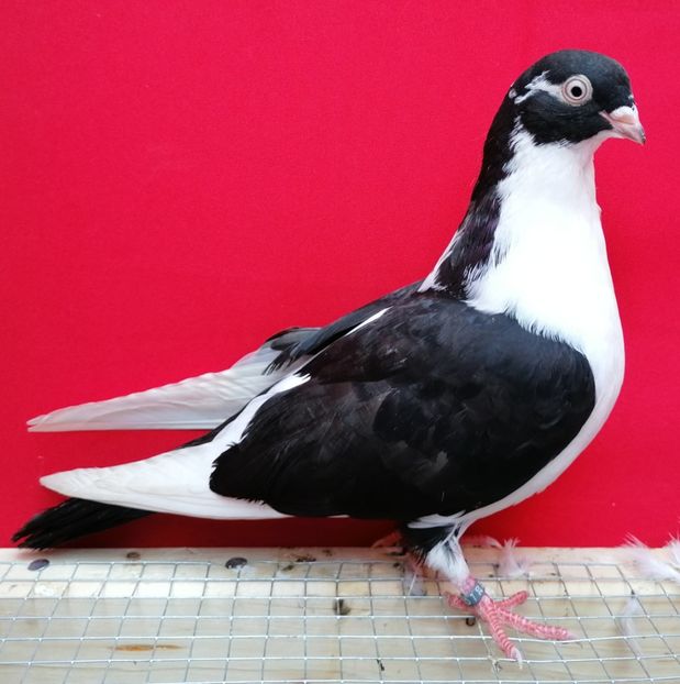  - porumbei care mi-au apartinut