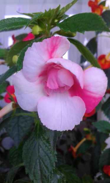  - colectia mea de achimenes 001 2020