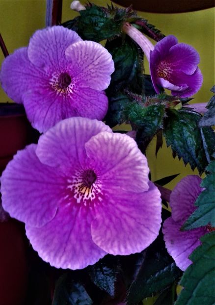  - 000014 ACHIMENES