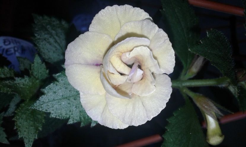 6 - Lena Vera - 2020- ACHIMENES