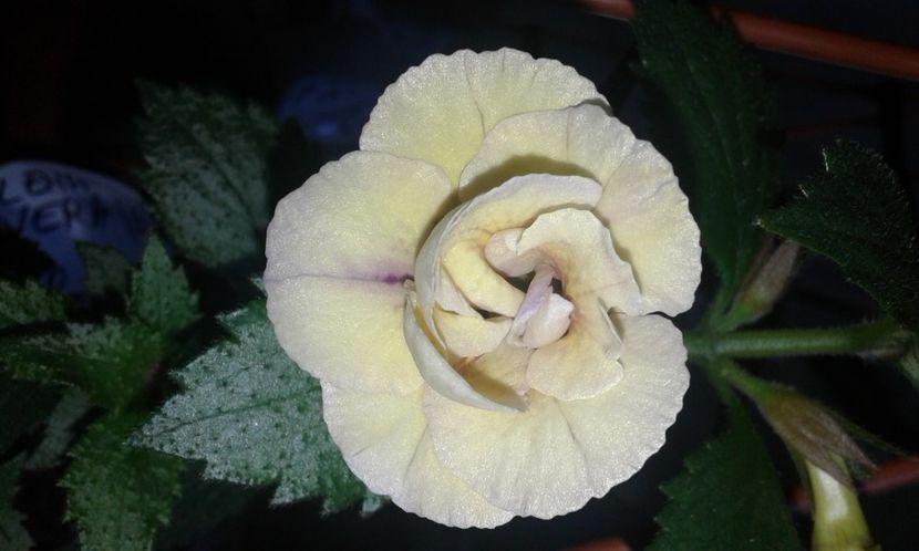 6 - Lena Vera - 2020- ACHIMENES