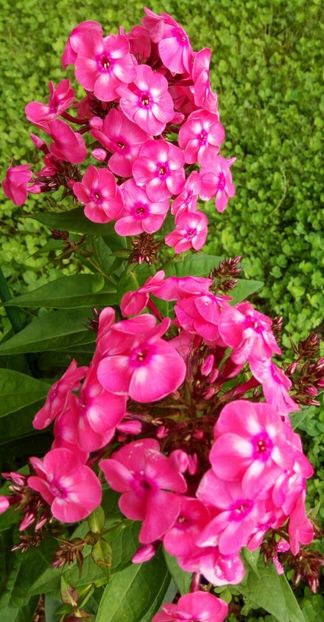  - 0- PHLOX - ECHINACEA- RUDBECKIA- si alte perene