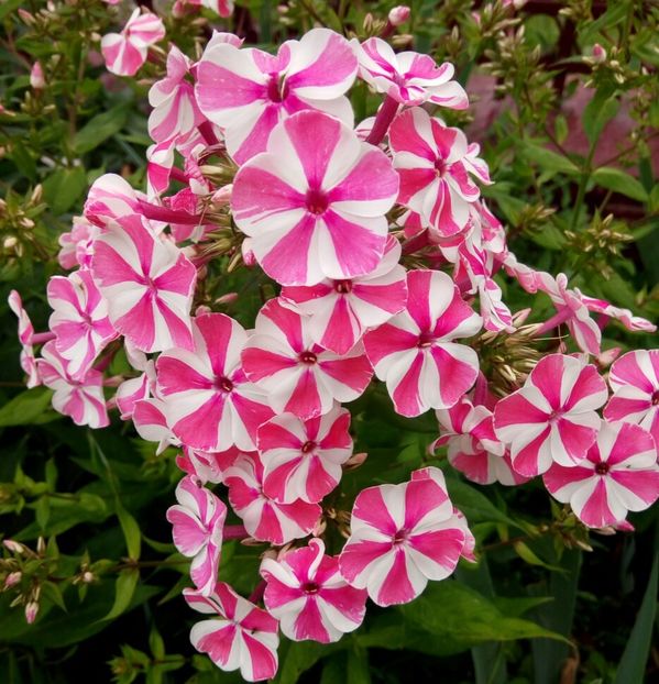 Pepermint Twist - 0- PHLOX - ECHINACEA- RUDBECKIA- si alte perene