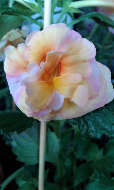  - Foarte multe varietatii inca nu au inflorit