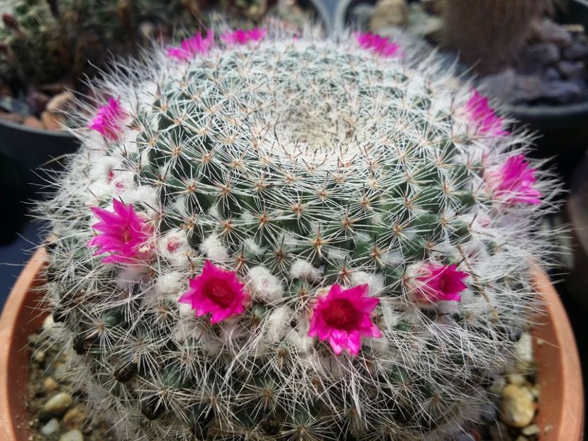  - cactusi 2020