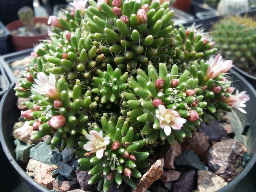  - cactusi 2020