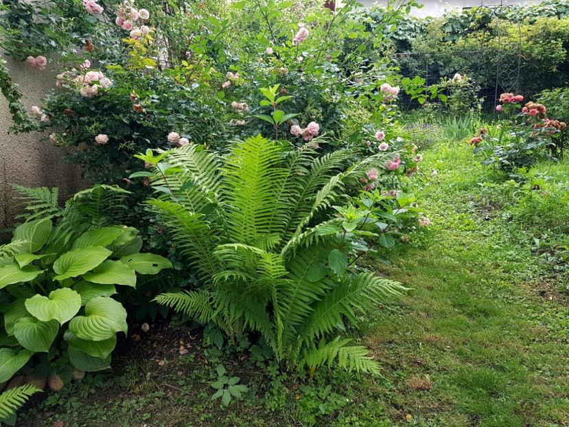  - 2020 Vara_Idilic Garden