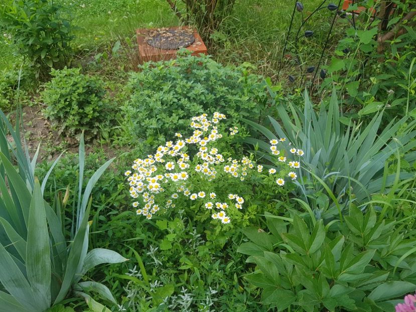  - 2020 Vara_Idilic Garden