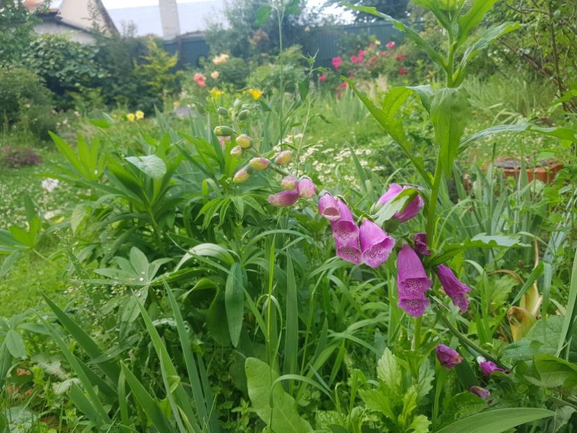  - 2020 Vara_Idilic Garden