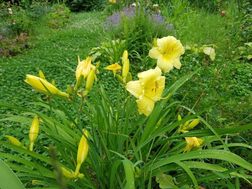  - 2020 Vara_Idilic Garden