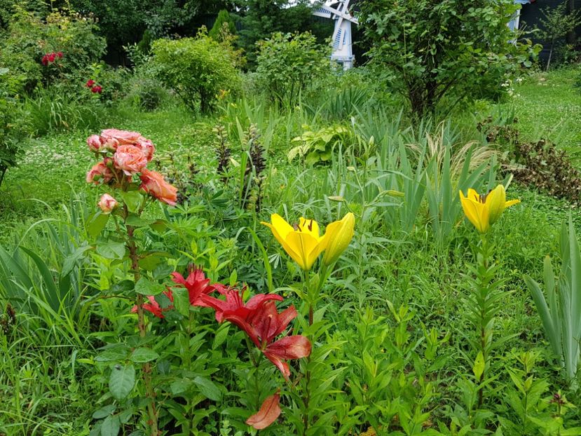  - 2020 Vara_Idilic Garden