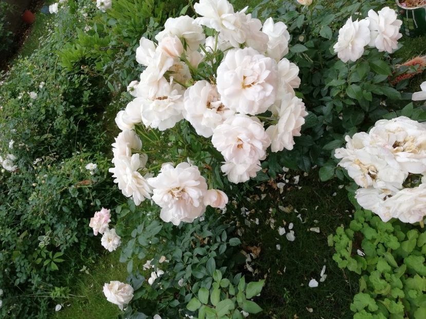  - Uetersener klosterrose- urcator