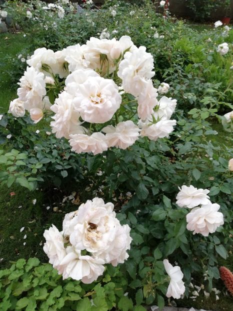  - Uetersener klosterrose- urcator