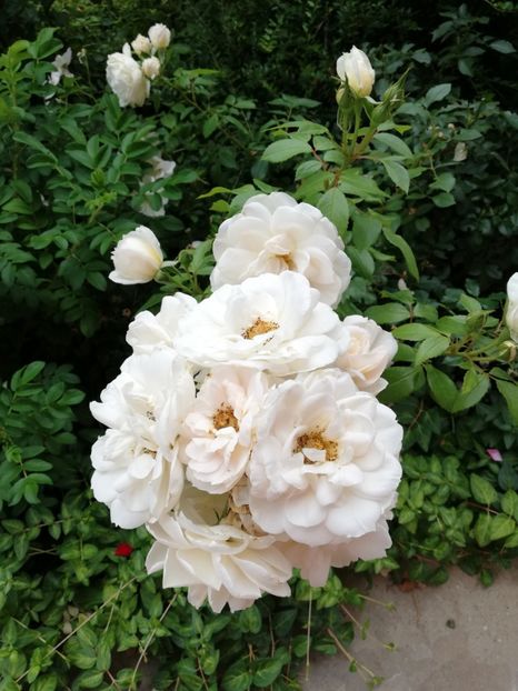  - Uetersener klosterrose- urcator