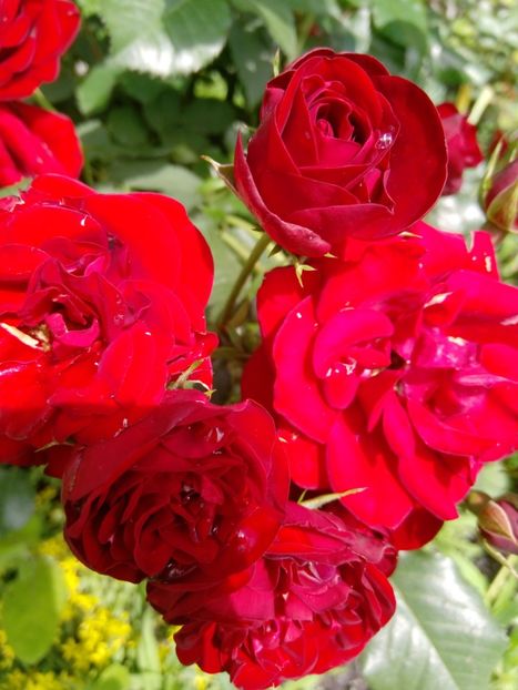 29 iunie - Trandafiri 2020