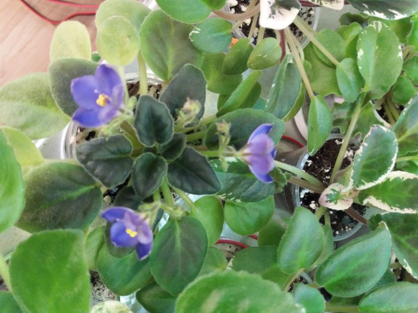  - Mac s Momentarry Meldtown