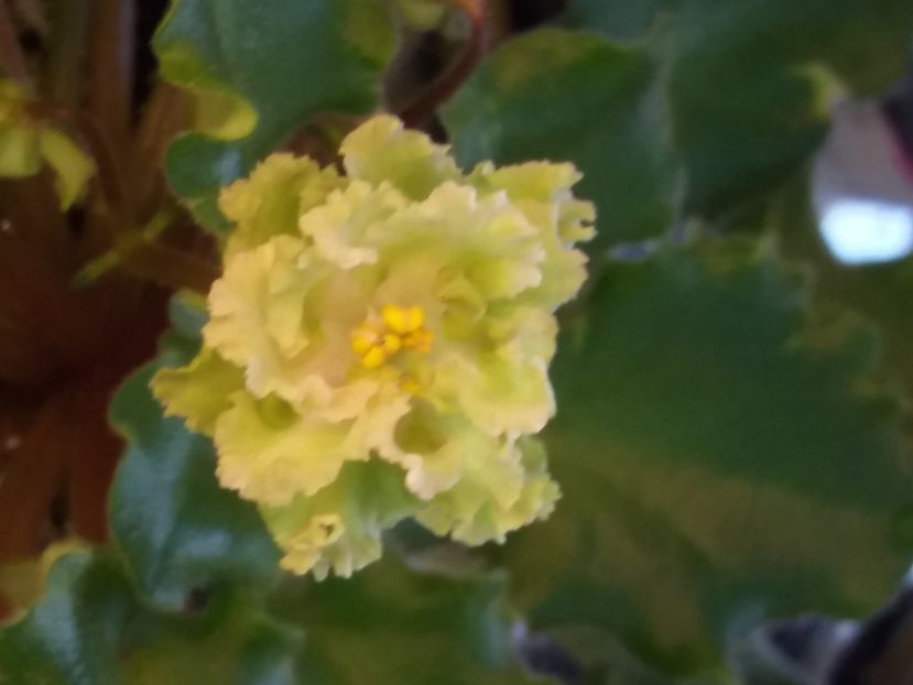 - Allegro Pink Pistachio