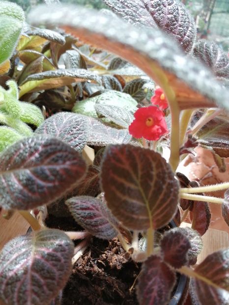  - Episcia