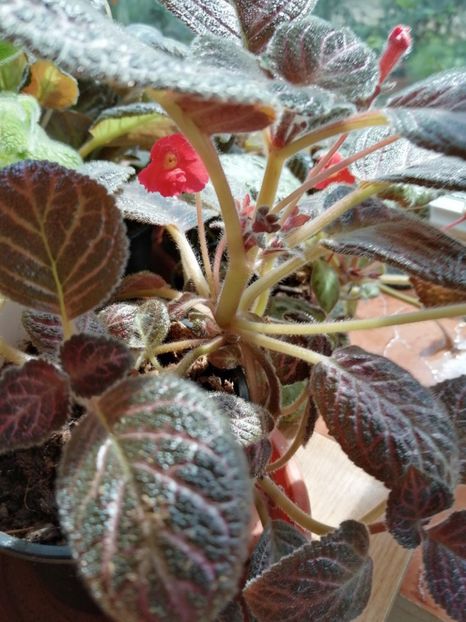  - Episcia