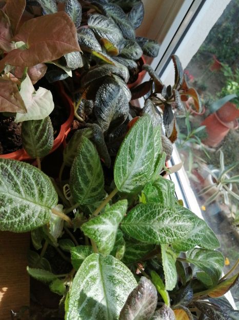  - Episcia