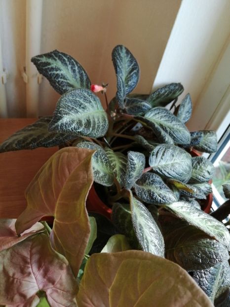  - Episcia