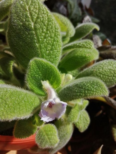  - Episcia