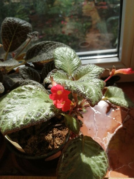  - Episcia