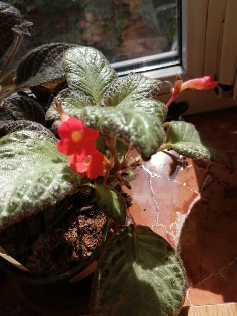  - Episcia