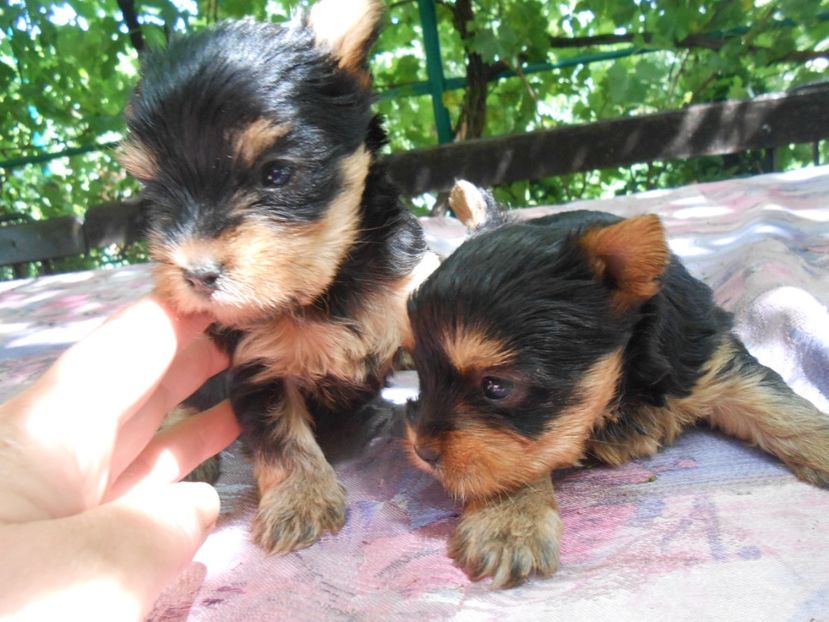  - animalutele mele
