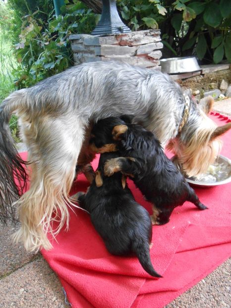  - animalutele mele