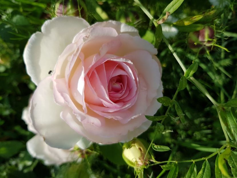 Eden rose - Trandafiri