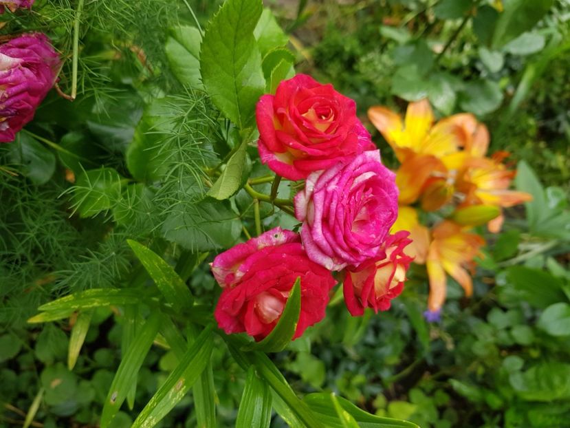 Mini - Trandafiri