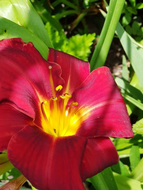 Shola - Hemerocallis