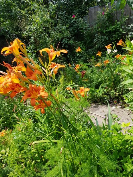  - Hemerocallis