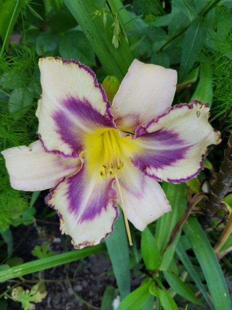 Destined to see - Hemerocallis