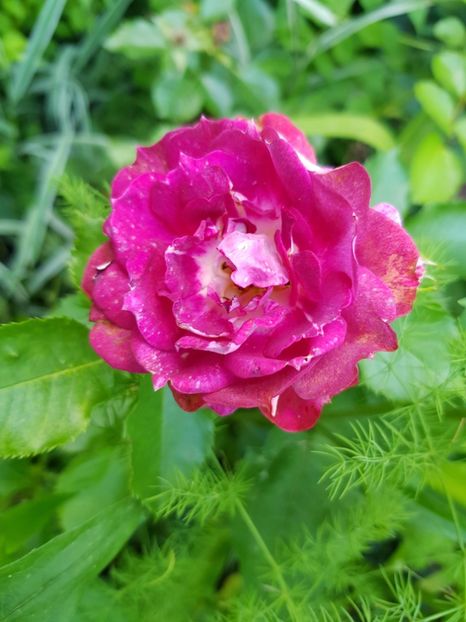 Let's celebrate - Trandafiri