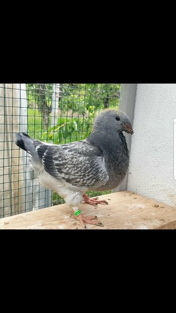 Screenshot_20200624-193932_Gallery - Pui 2020