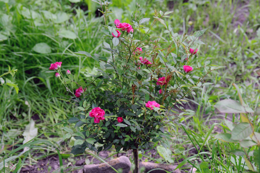  - 04 Gradina de flori 2020