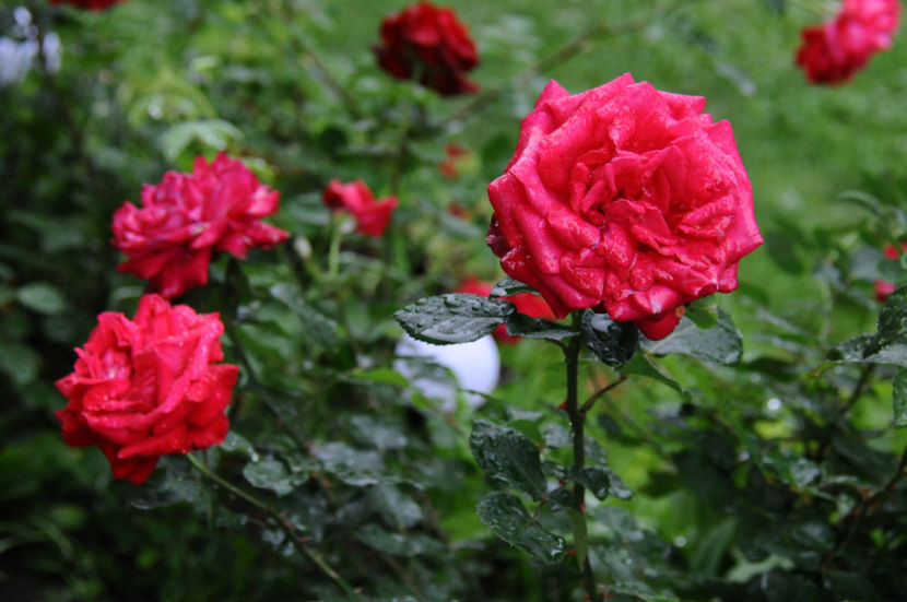  - 04 Gradina de flori 2020