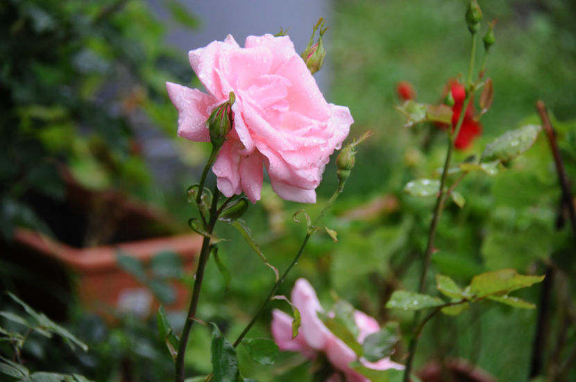  - 04 Gradina de flori 2020