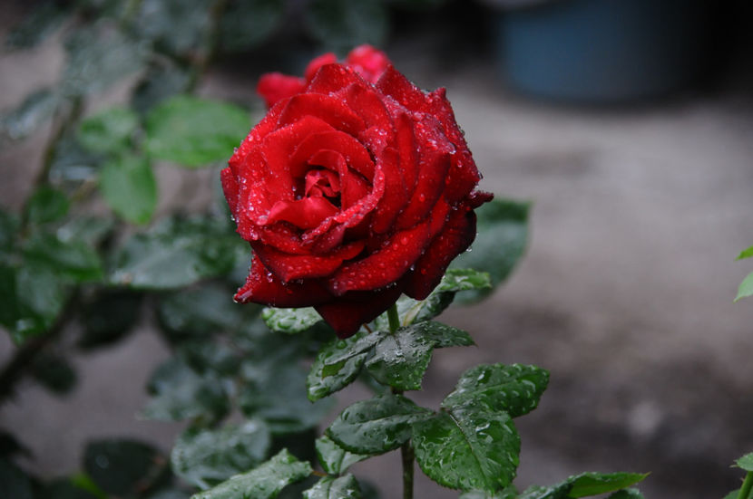  - 04 Gradina de flori 2020