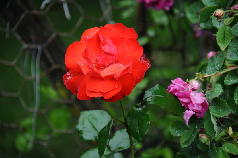  - 04 Gradina de flori 2020