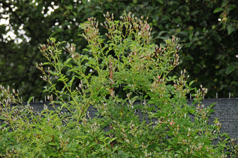  - 04 Gradina de flori 2020