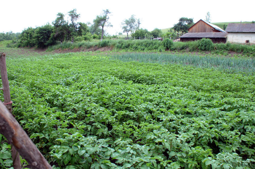  - 03 Gradina de legume 2020