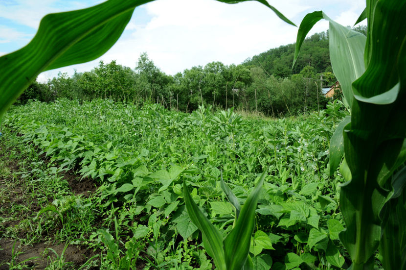  - 03 Gradina de legume 2020