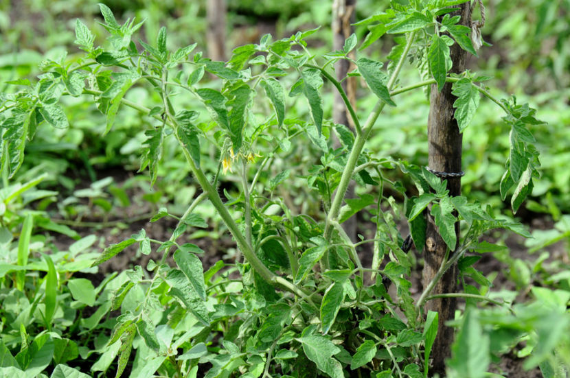  - 03 Gradina de legume 2020