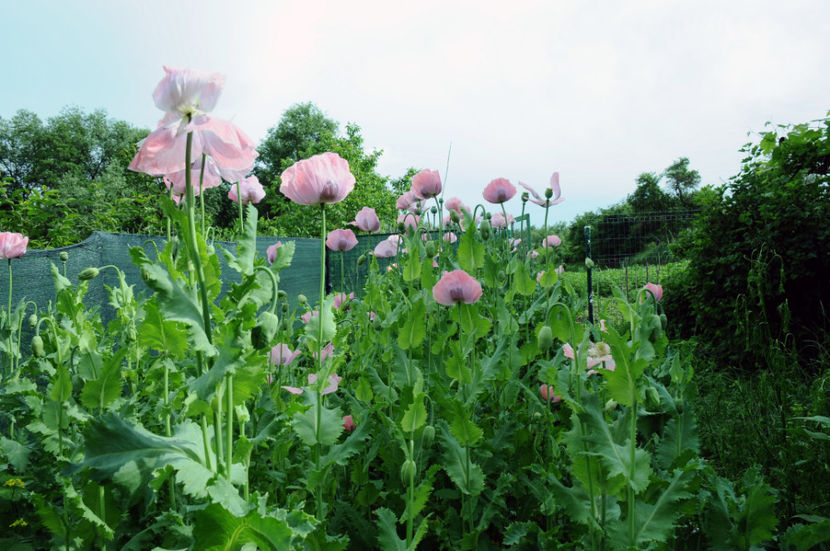  - 03 Gradina de legume 2020