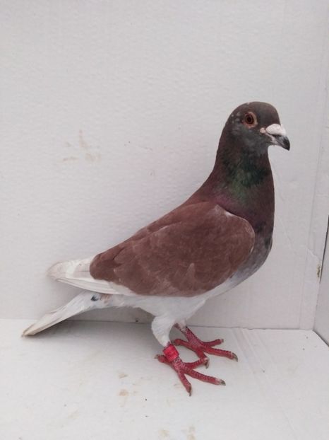 M 2017 vandut - De! voiajori vanduti