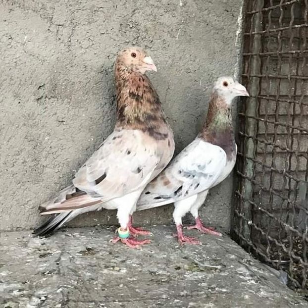  - NU AMI APARTIN 2020